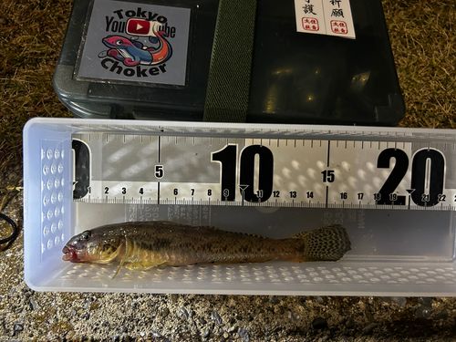 マハゼの釣果