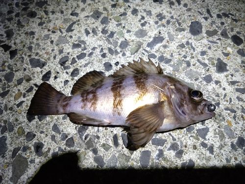 メバルの釣果