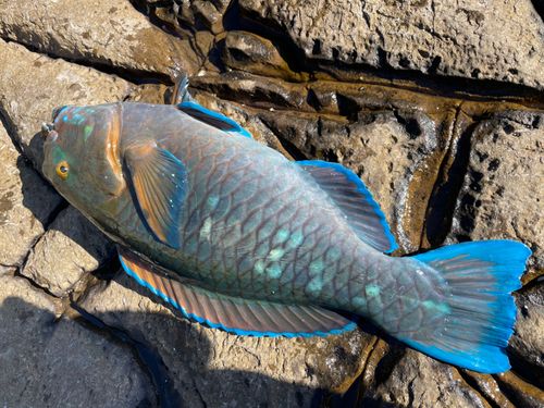 アオブダイの釣果