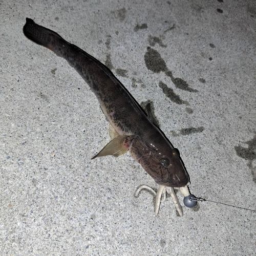 三陸海岸（青森）