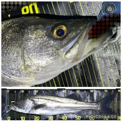 シーバスの釣果