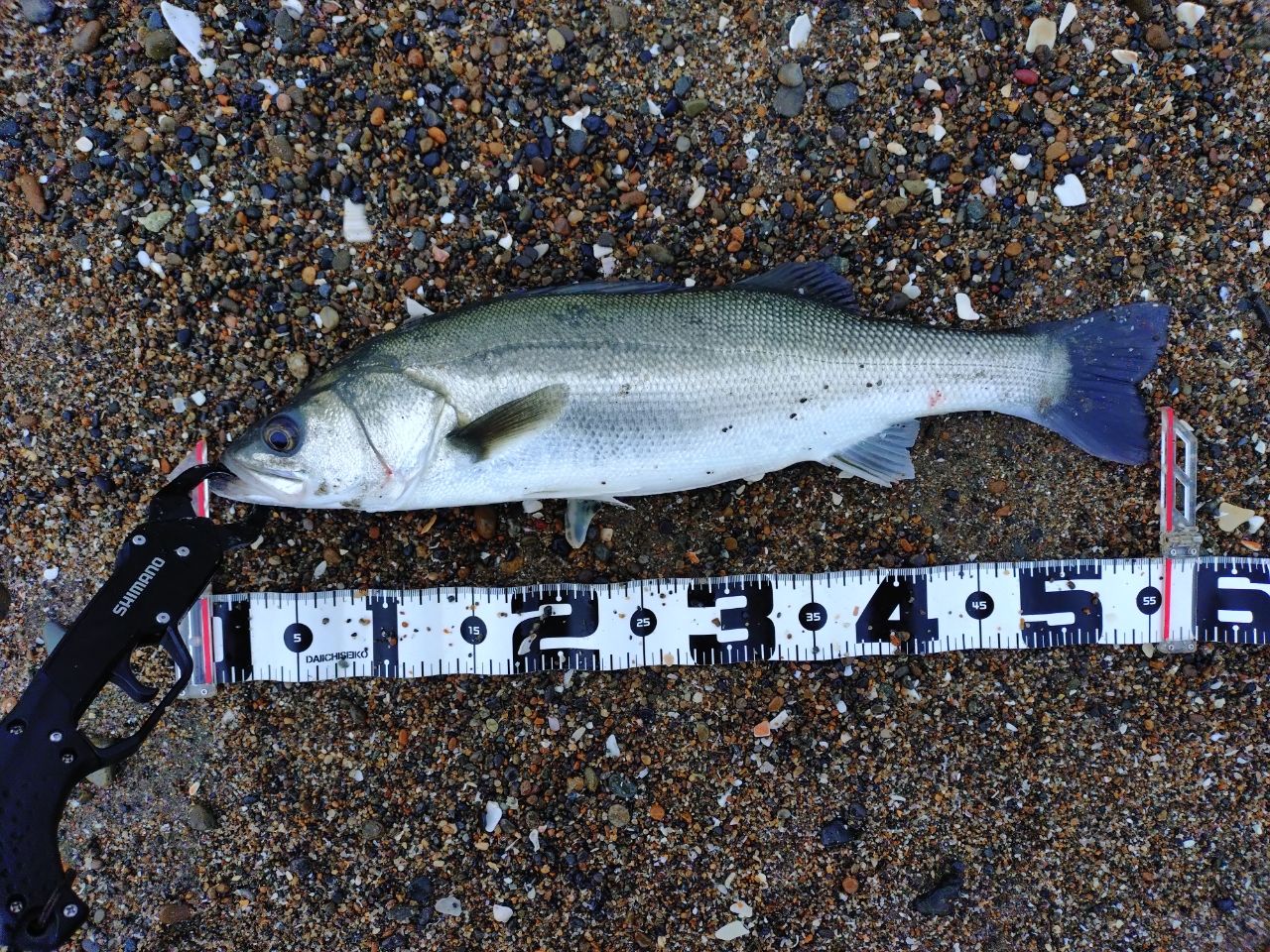 SHIMANO 20ネッサ エクスチューン S100MH+の最安値・インプレ・釣果