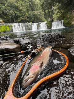ニジマスの釣果