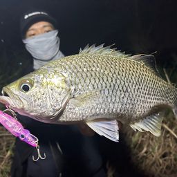 オオクチユゴイ