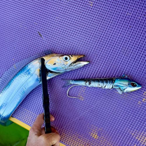 タチウオの釣果