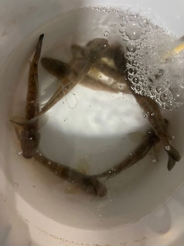 豊洲ぐるり公園