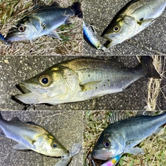 セイゴ（マルスズキ）の釣果
