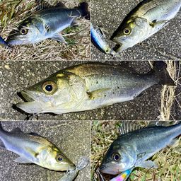 セイゴ（マルスズキ）