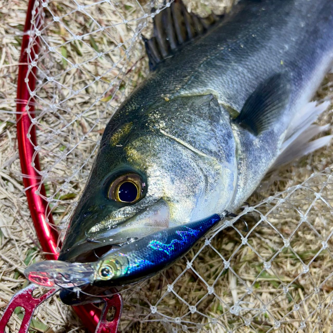 DAIWA 22モバイルパック 766TMLの最安値・インプレ・釣果 | 本音の