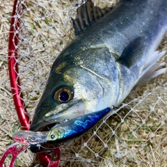 フッコ（マルスズキ）の釣果