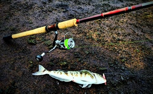 ホッケの釣果