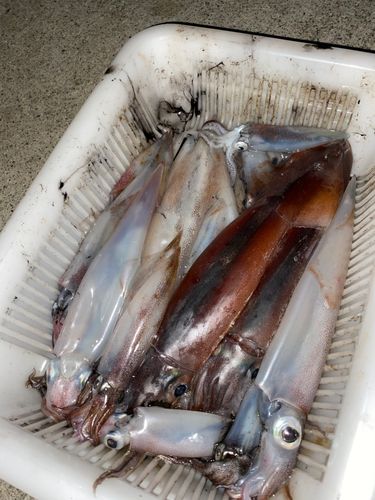 三陸海岸（岩手）