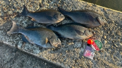 クチブトグレの釣果