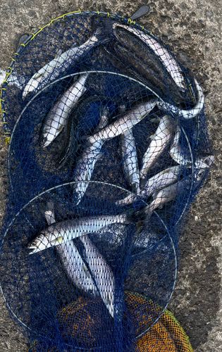 水無瀬川・尺代アマゴ・マス釣り場