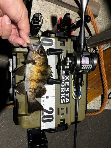 メバルの釣果