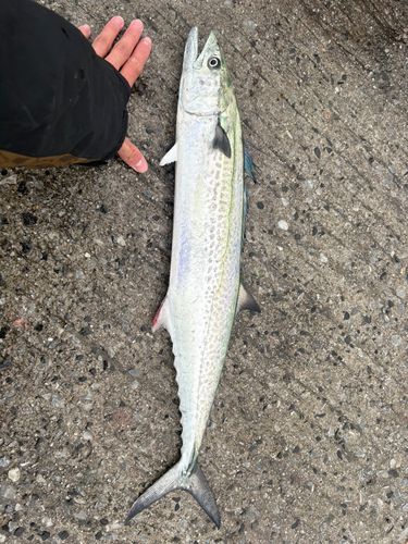 サワラの釣果