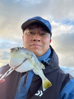 ショウサイフグの釣果