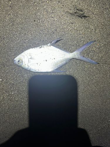 コバンアジの釣果