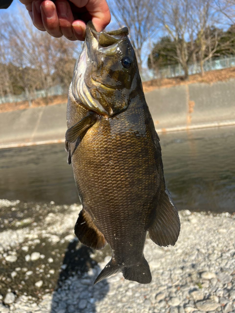 スモールマウスバス