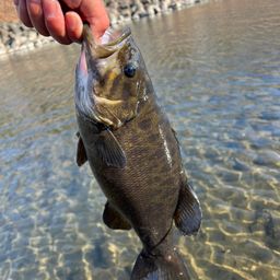 スモールマウスバス