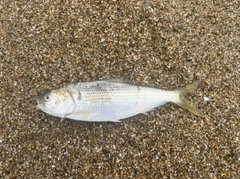 コノシロの釣果