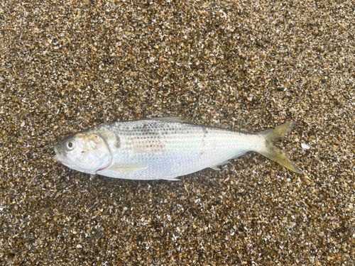 コノシロの釣果