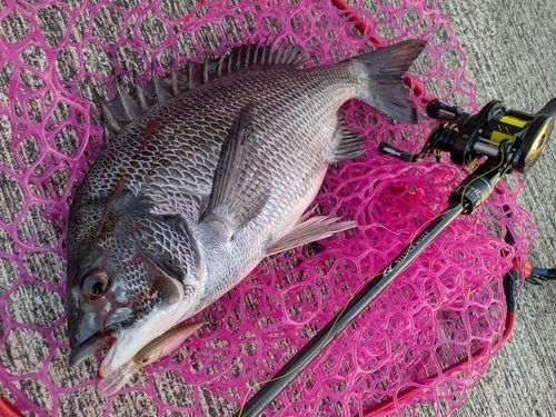 チヌの釣果