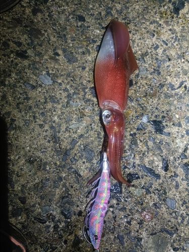 ケンサキイカの釣果