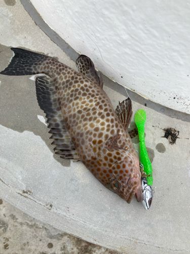 オオモンハタの釣果