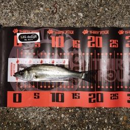 セイゴ（マルスズキ）