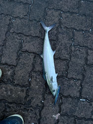 鞠山海遊パーク