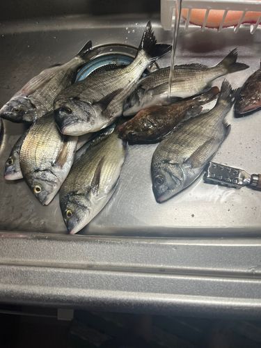 チヌの釣果