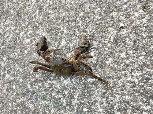 モクズガニの釣果