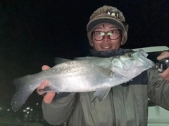 セイゴ（ヒラスズキ）の釣果