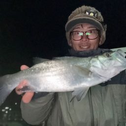 セイゴ（ヒラスズキ）