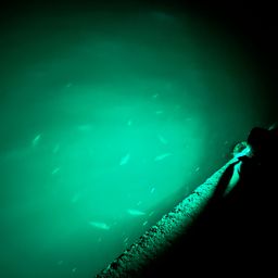 カタクチイワシ