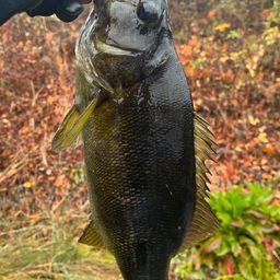 スモールマウスバス