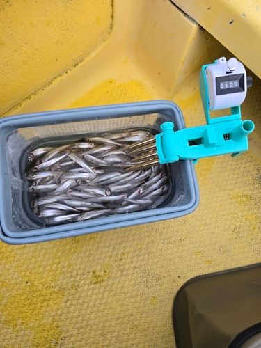 ワカサギの釣果