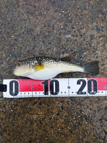 クサフグの釣果