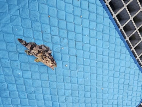 タケノコメバルの釣果