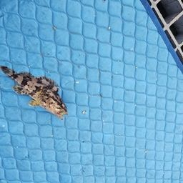 タケノコメバル