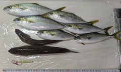 フクラギの釣果