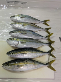 フクラギの釣果