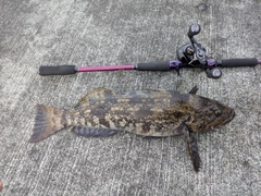 アイナメの釣果