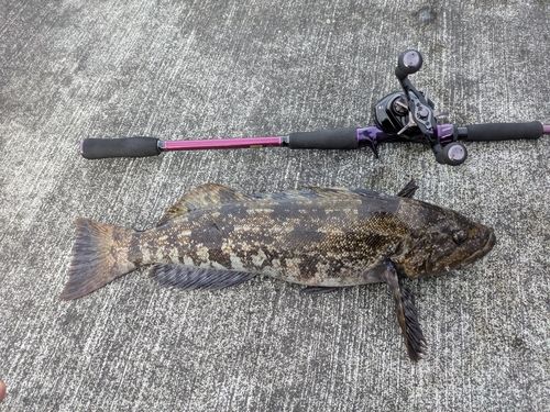 アイナメの釣果