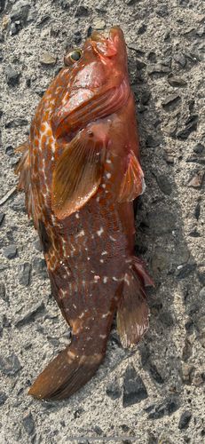 キジハタの釣果