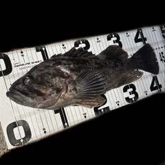 クロソイの釣果