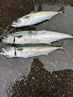 サバの釣果
