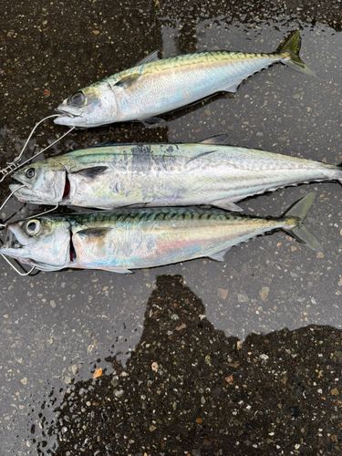 サバの釣果