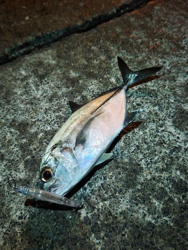 ギンガメアジの釣果